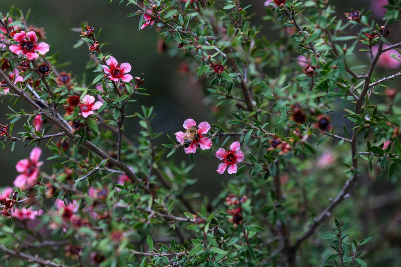 NATURE — Union City, CA